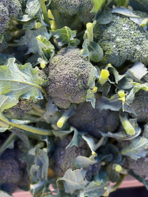 Broccoli - 1 lb  1 head