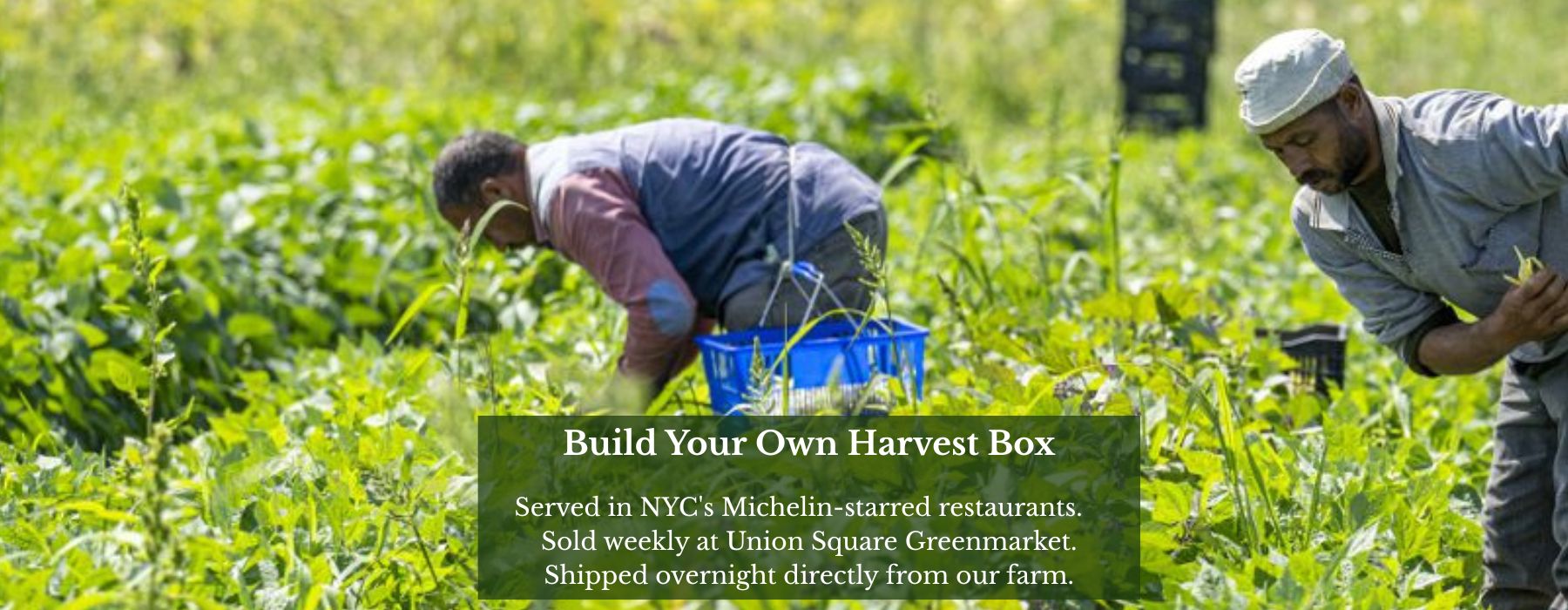 Our farmers harvesting for orders. Ships Direct from our farm. 