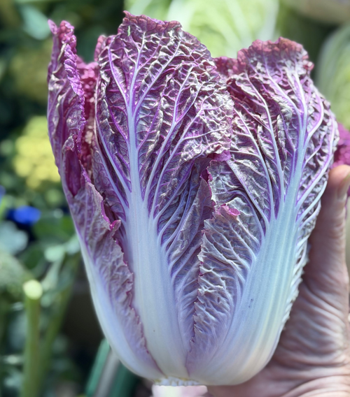 Purple Napa Cabbage grown on Norwich Meadows Farm