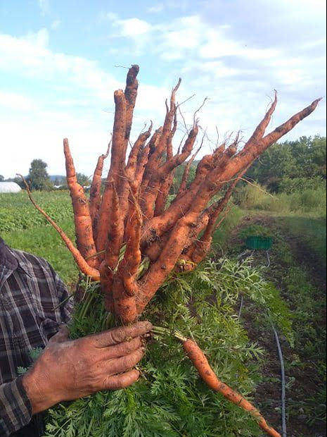 Freshly harvested orange carrots on Norwich Meadows Farm