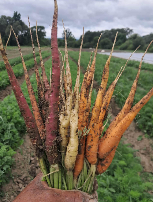 Fresh Harvested Carrots on the farm