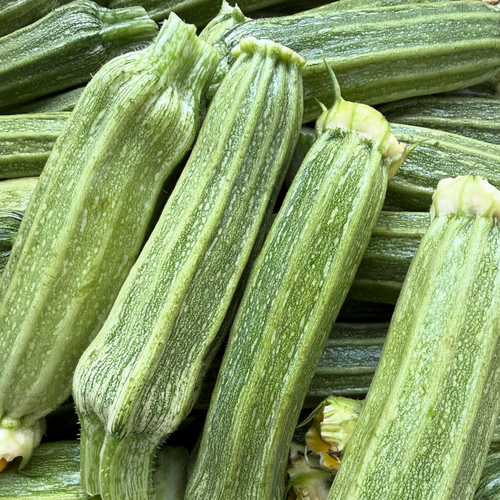 Heirloom Italian Costata Romanesco Zucchini - available nationwide.
