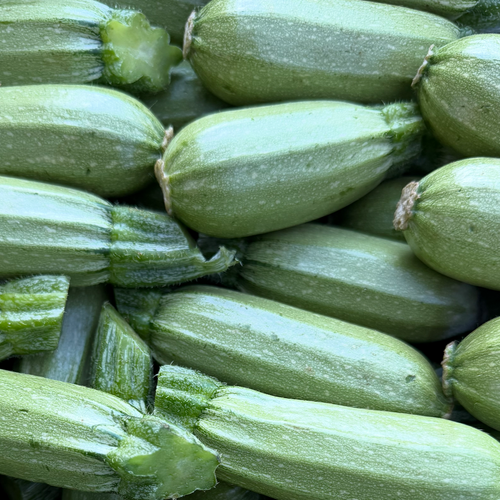 Cousa, Haifa's Finest Mid Eatern Squash, from Norwich Meadows Farm.