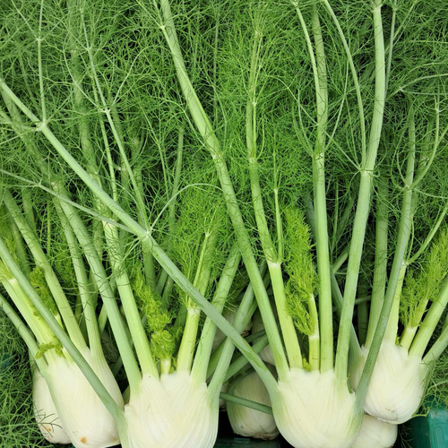 Fennel from norwich ny grown on our farm
