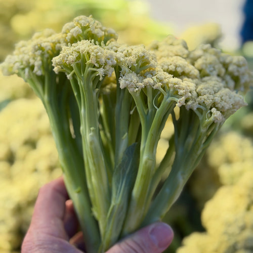 Fioretto cauliflower is one of our favorites.  Grown and shipped from our farm.