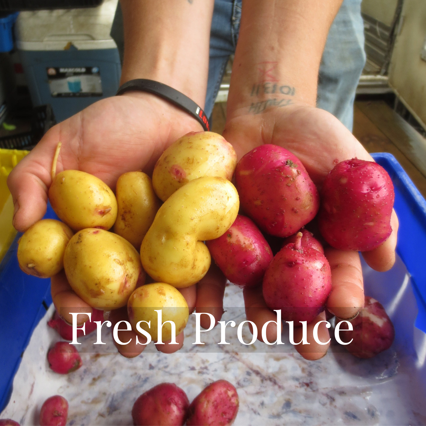 Freshly harvested potatoes from Norwich Meadows Farm, held in hand