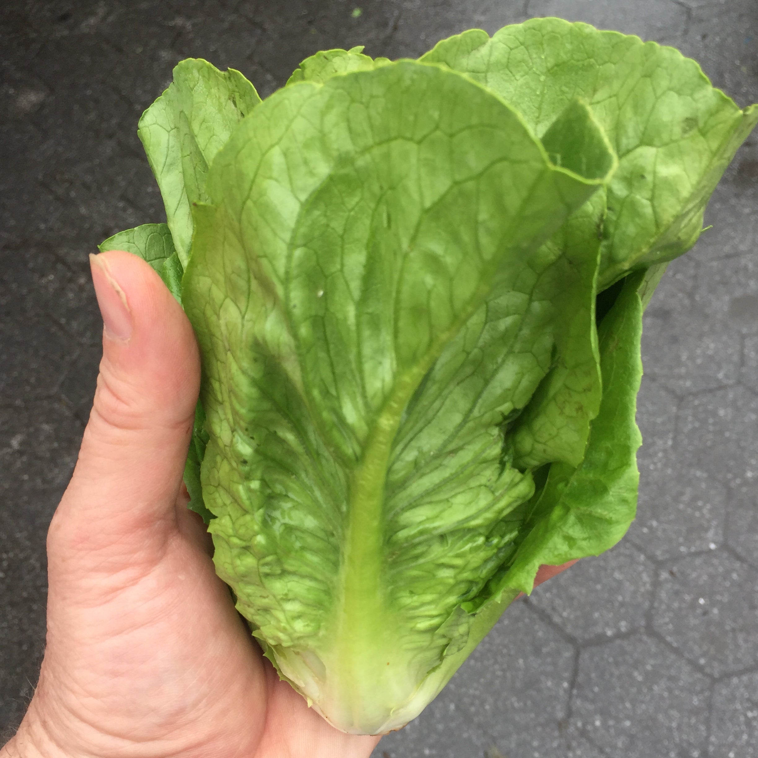 Green little gem lettuce at Union Square Green Market