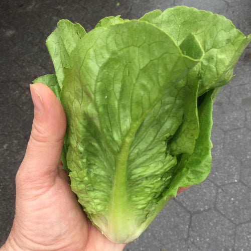 Green little gem lettuce at Union Square Green Market