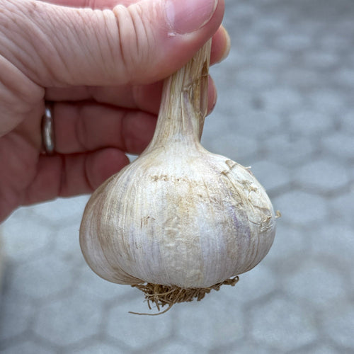 Garlic - 2 pcs