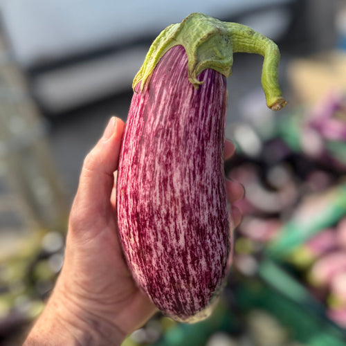 Grafitti Eggplant at Uni0on Square Market - We grow it for many cheffs in NYC.