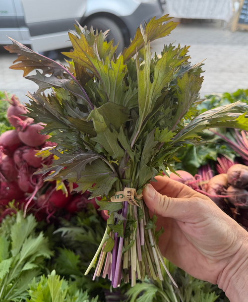 Purple Mizuna grown by Norwich Meadows Farm