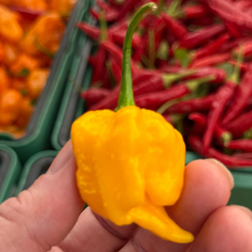Grenada Pepper grown by norwich meadows farm - on of the many seasoning organic peppers sold by them at Union Square.