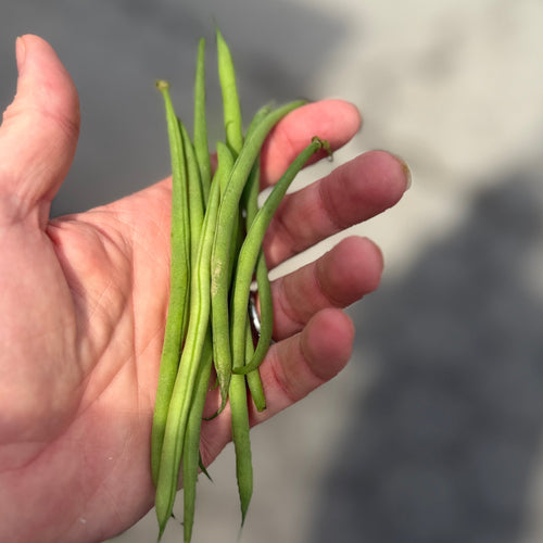 Haricot Verts - the perfect french bean, grown by Norwich meadows farm for our chef box.