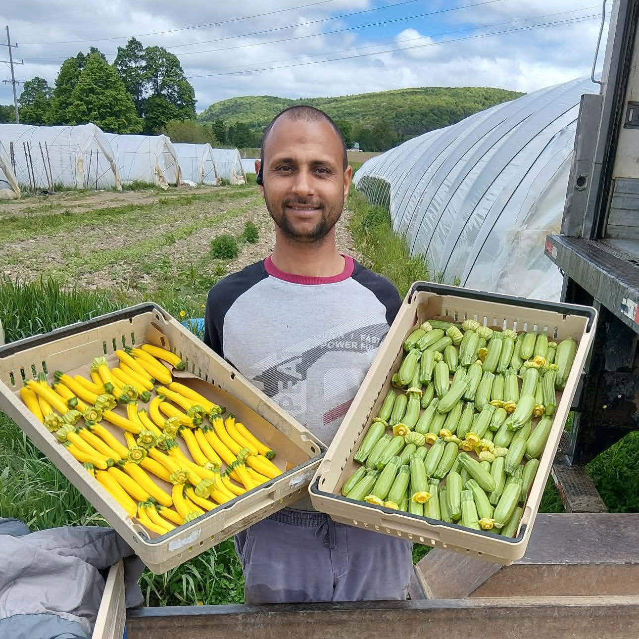 Farmer Just harvest Zucchini on the farm up in Norwihc