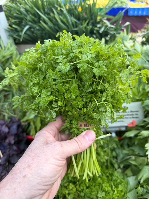 Chervil grown by Norwich Meadows Farm