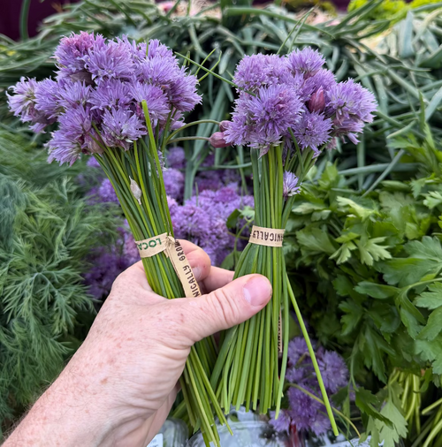 Chives with blossoms at Union Square grown by Norwich Meadows Farm