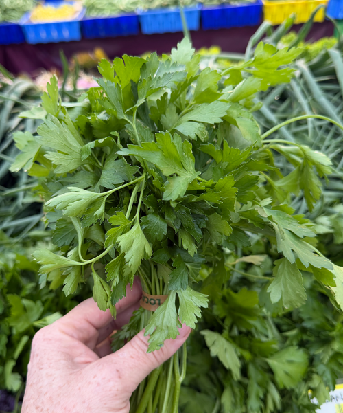 Farm fresh cilantro grown by Norwich Meadows Farm