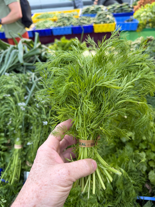 Row 7 Delfino Cilantro - 1 bunch