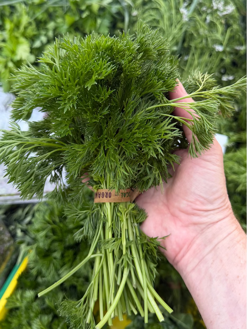 Frill Parsley Minuette Parsley grown by Norwich Meadows Farm