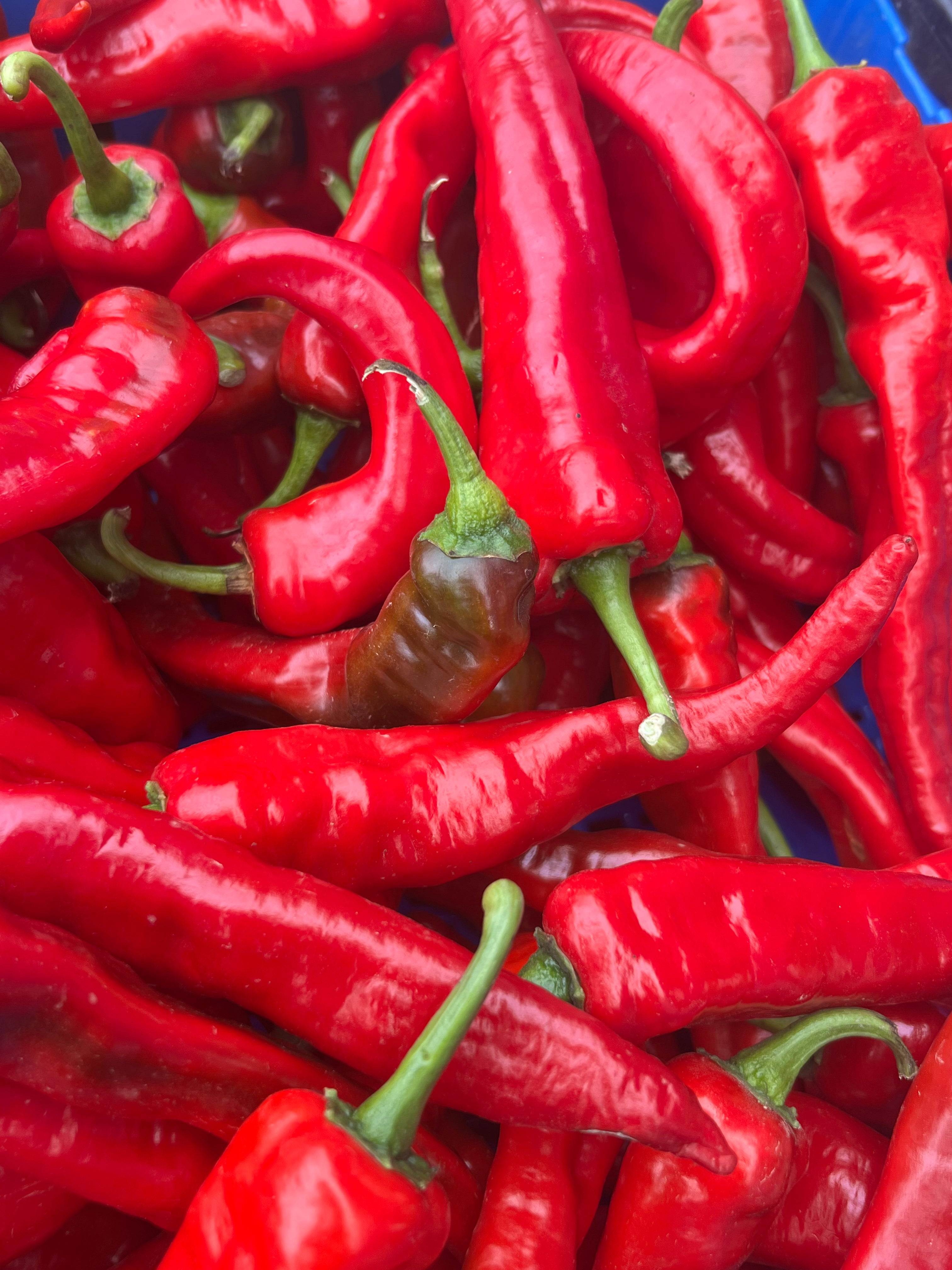 Jimmy Nardello Peppers