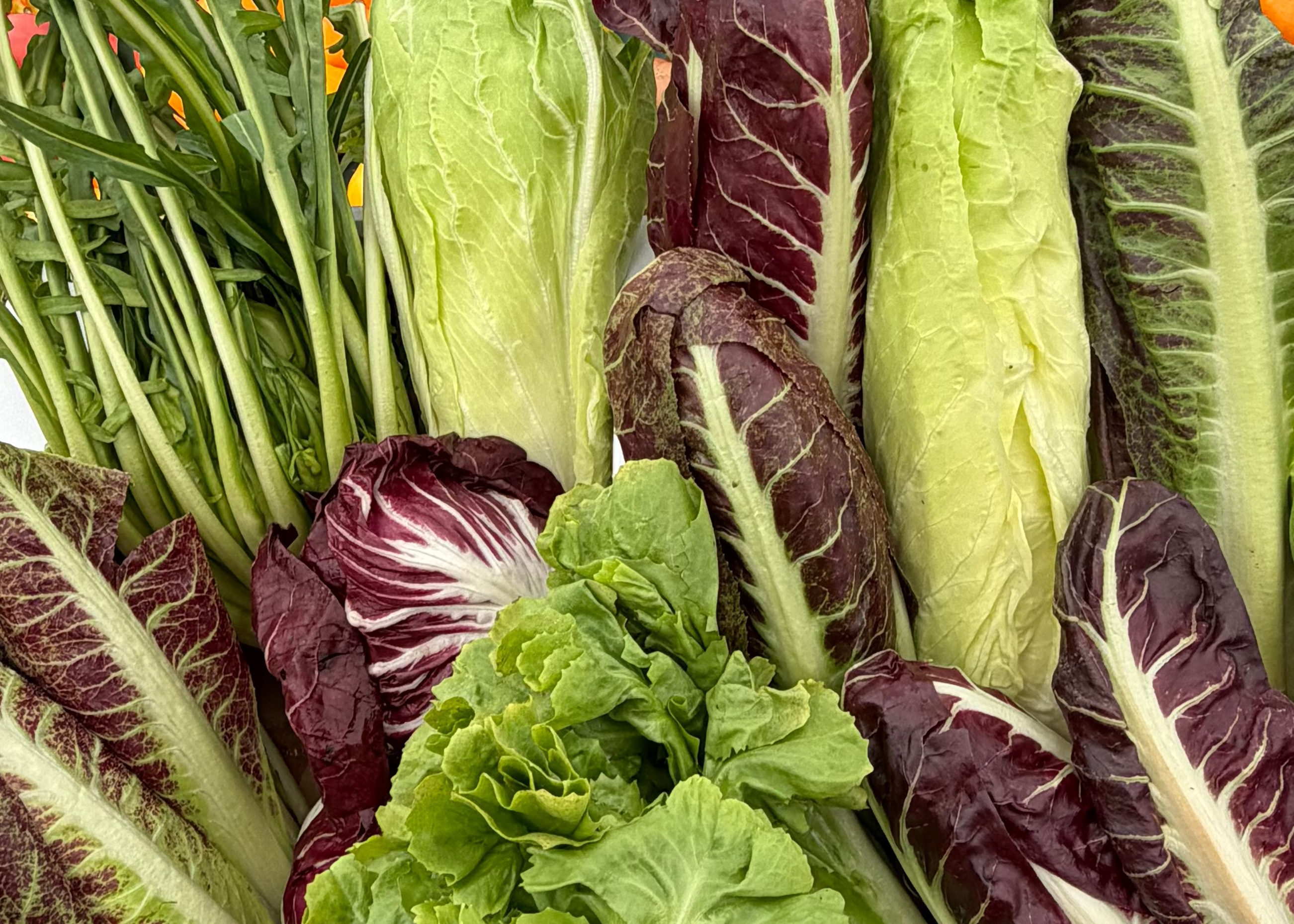 Mixed Radicchio from Norwich Meadows Farm.  Shipped overnight, Nationwide