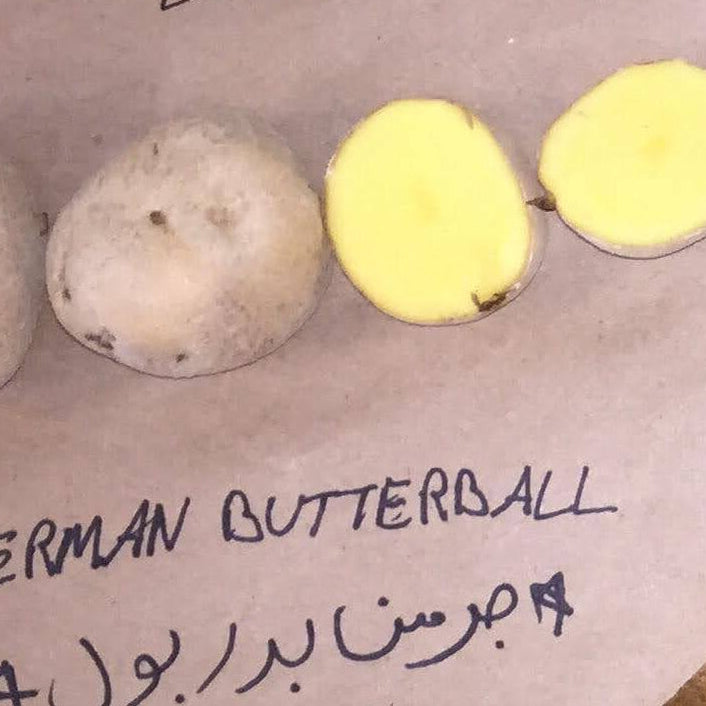 German Butterball Poatoes from Norwich Meadows Farm.