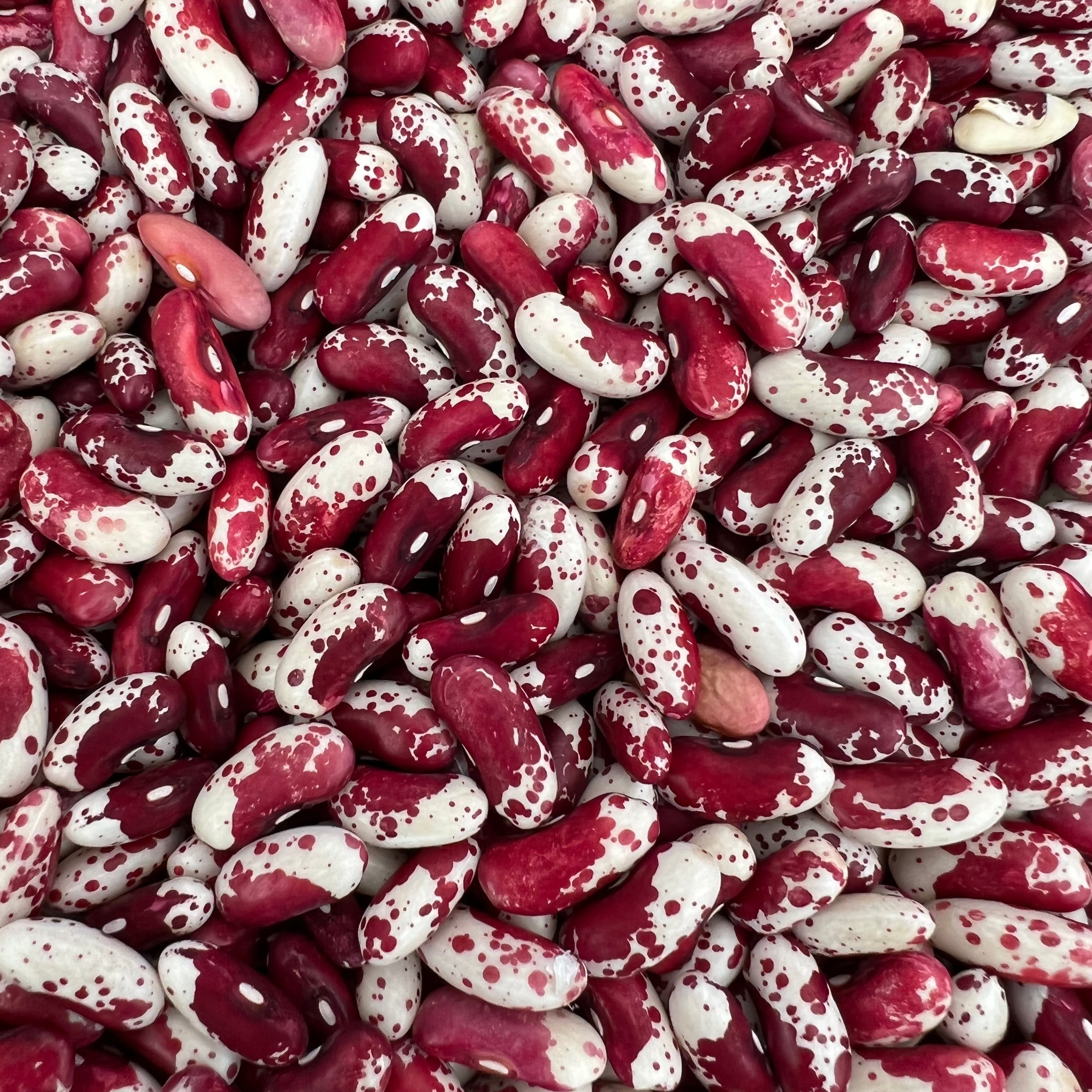 Moo Jacob Cattle Bean grown organically on Norwich Meadows Farm.