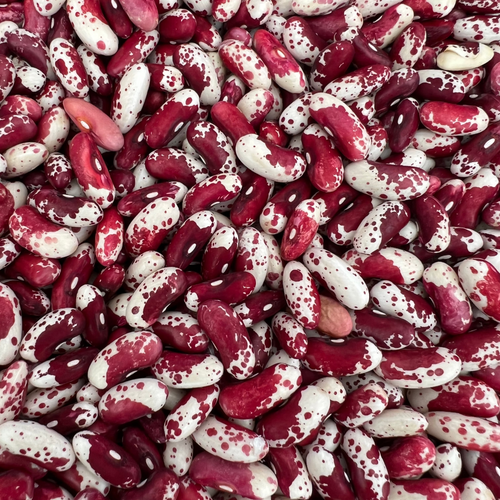Moo Jacob Cattle Bean grown organically on Norwich Meadows Farm.