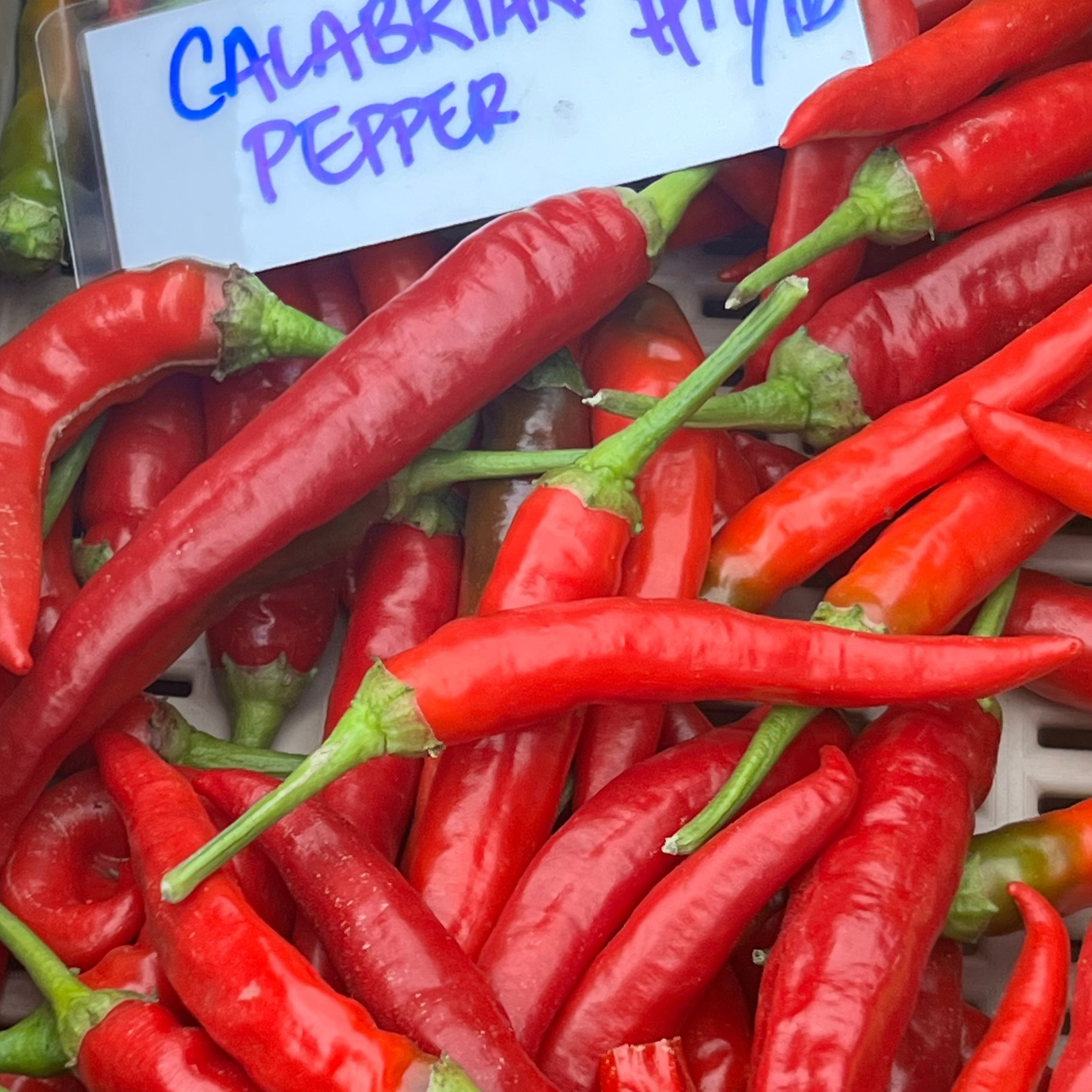 Calabrian Peppers for sale at Union Square Green Market, grown by Norwich Meadows Farm.