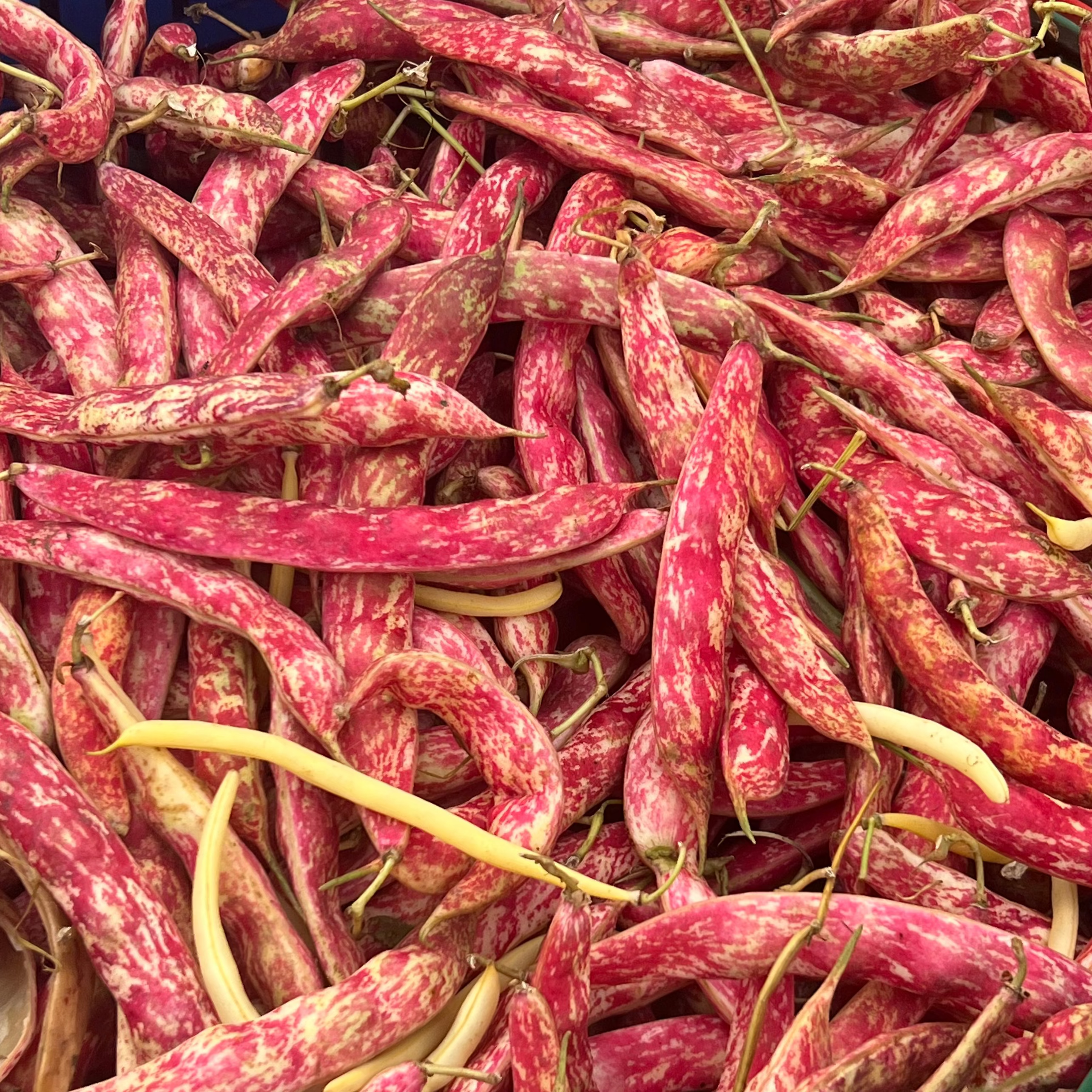 Fresh Borlotti beans from Norwich Meadows farm.
