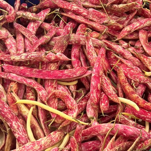 Fresh Borlotti beans from Norwich Meadows farm.