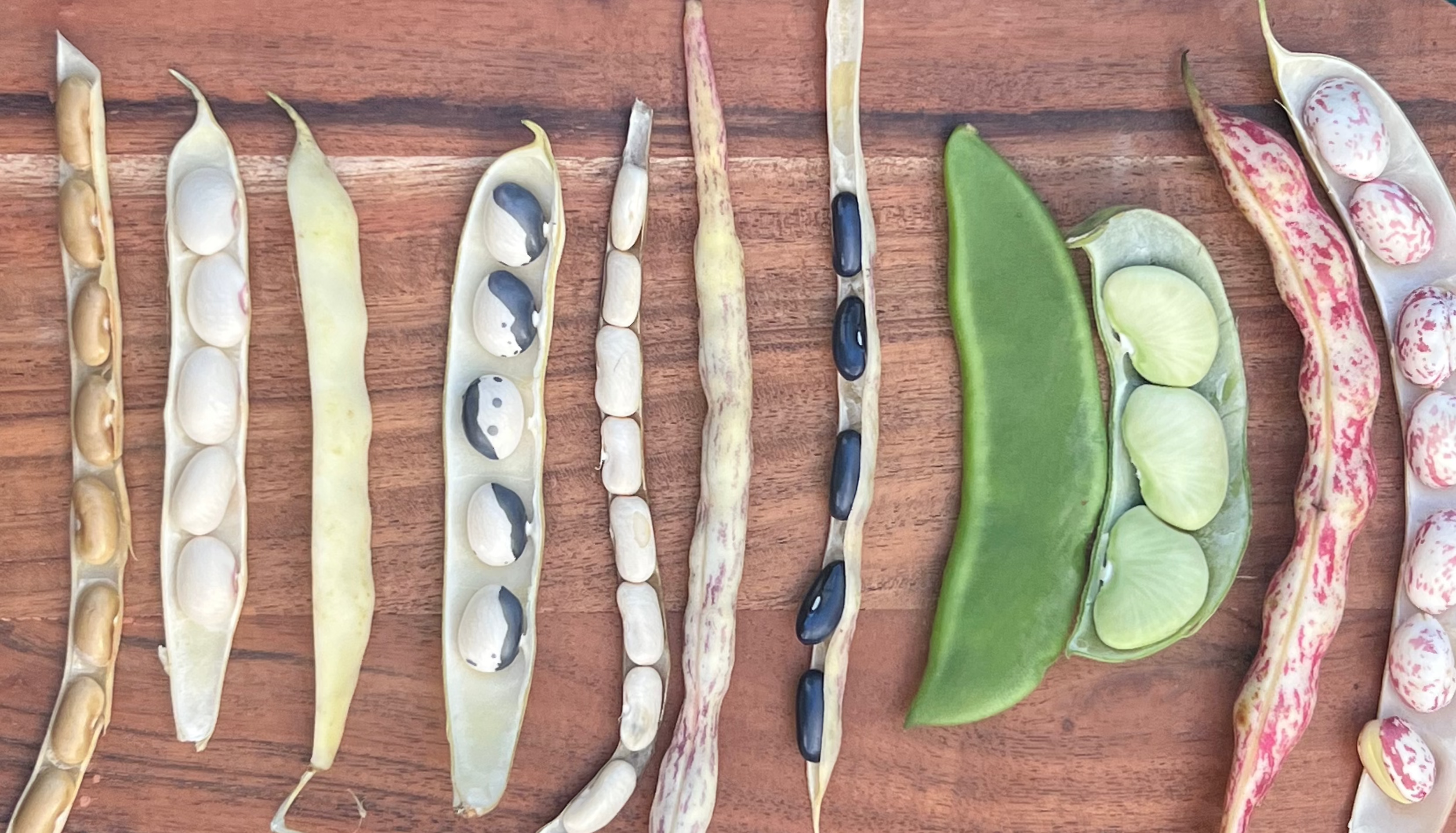 A collection of freshly harvested organic shelling beans from Norwich Meadows Farm.  Borlotti, Lima, Calypso and more.
