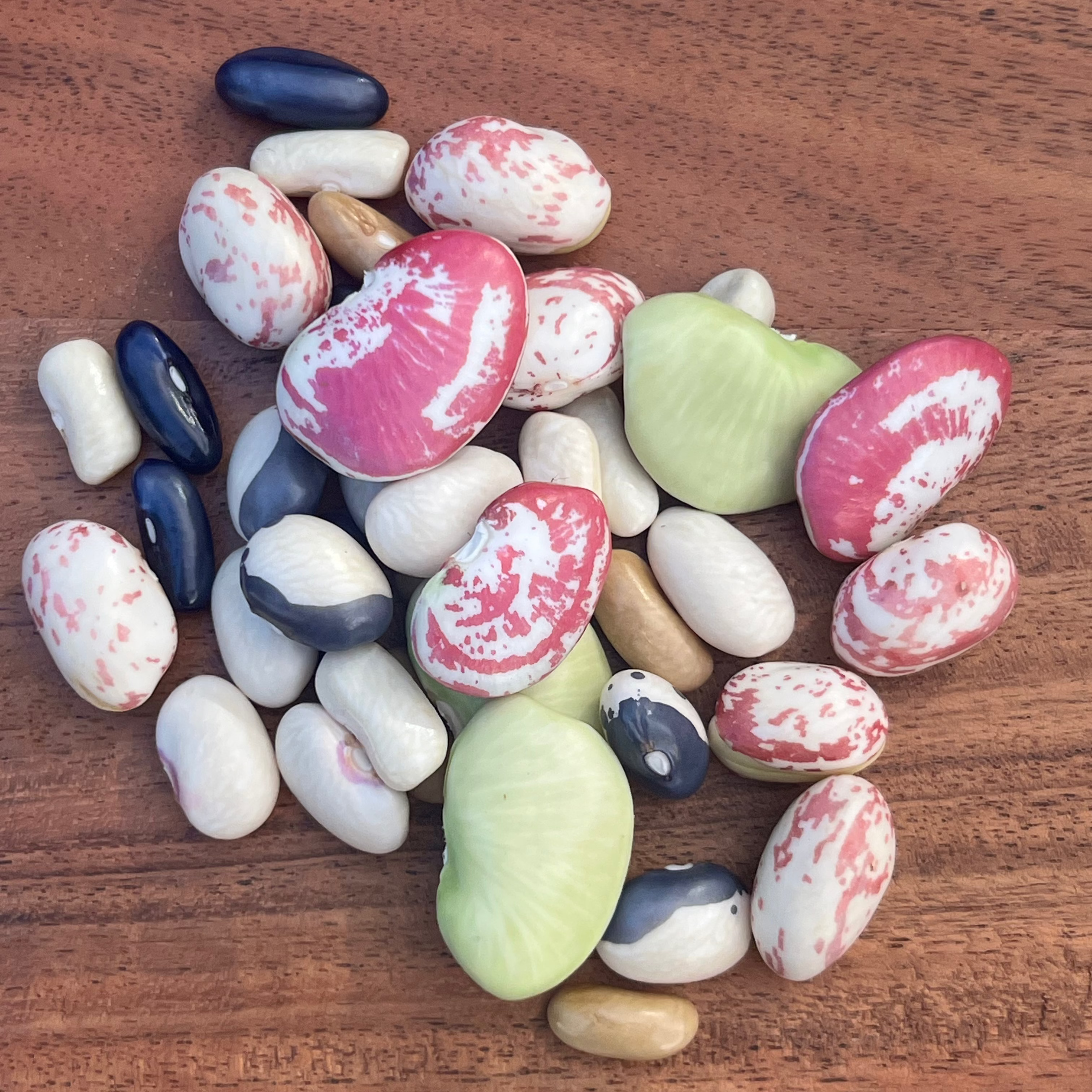 Assorted of fresh beans from Norwich Meadows Farm.