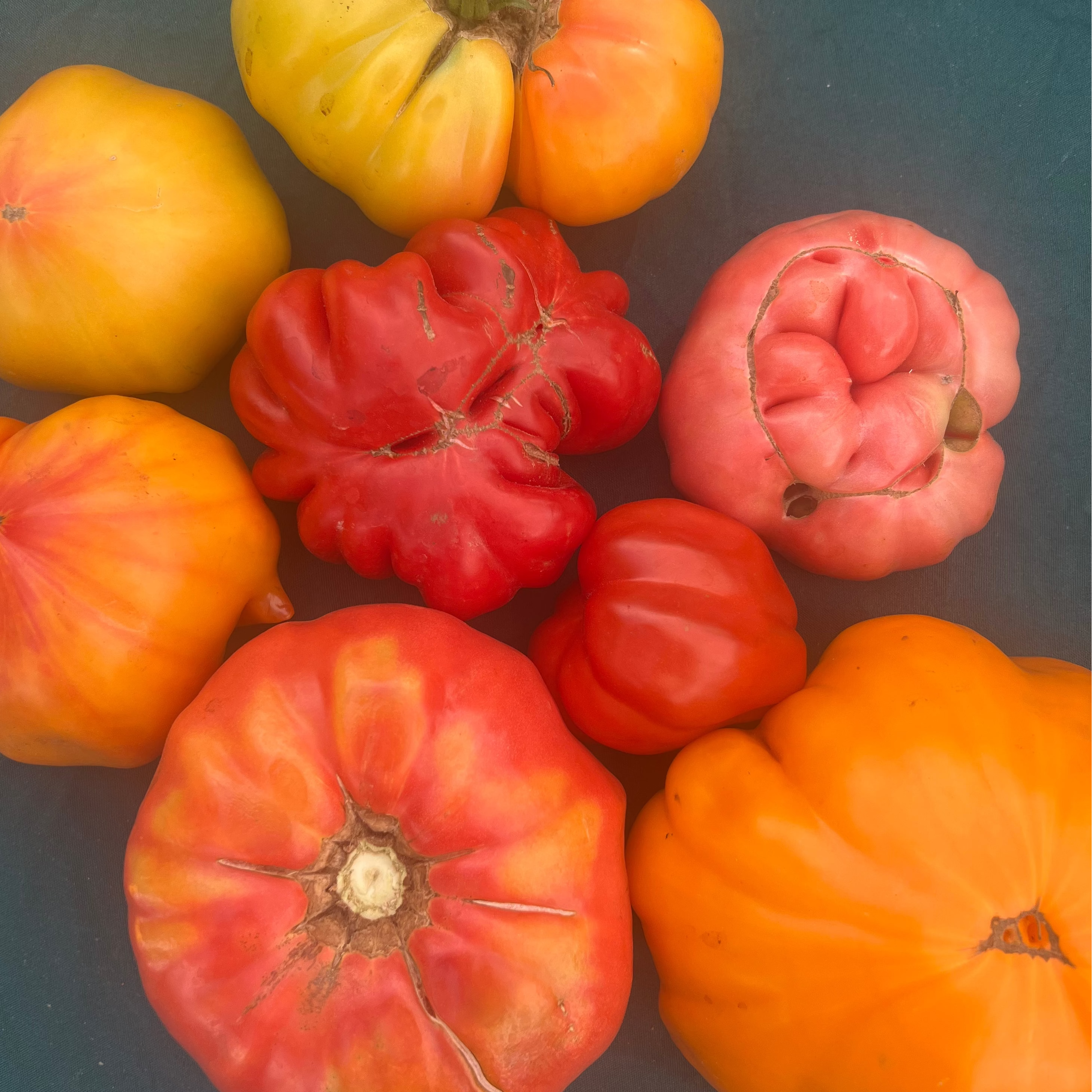 A collection of Heirloom tomatoes from Norwich Meadows Farm.