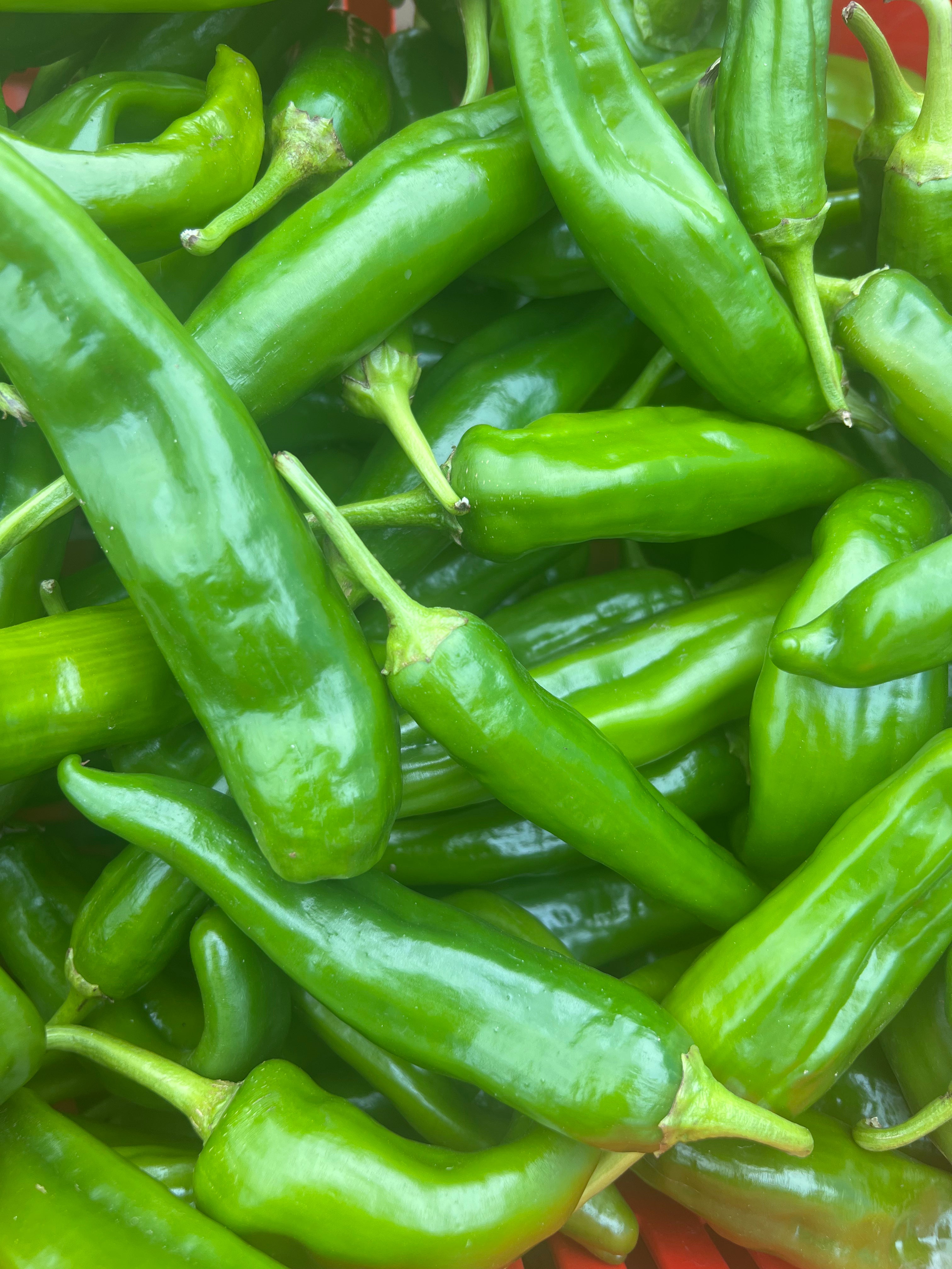 Hatch Chile Collection