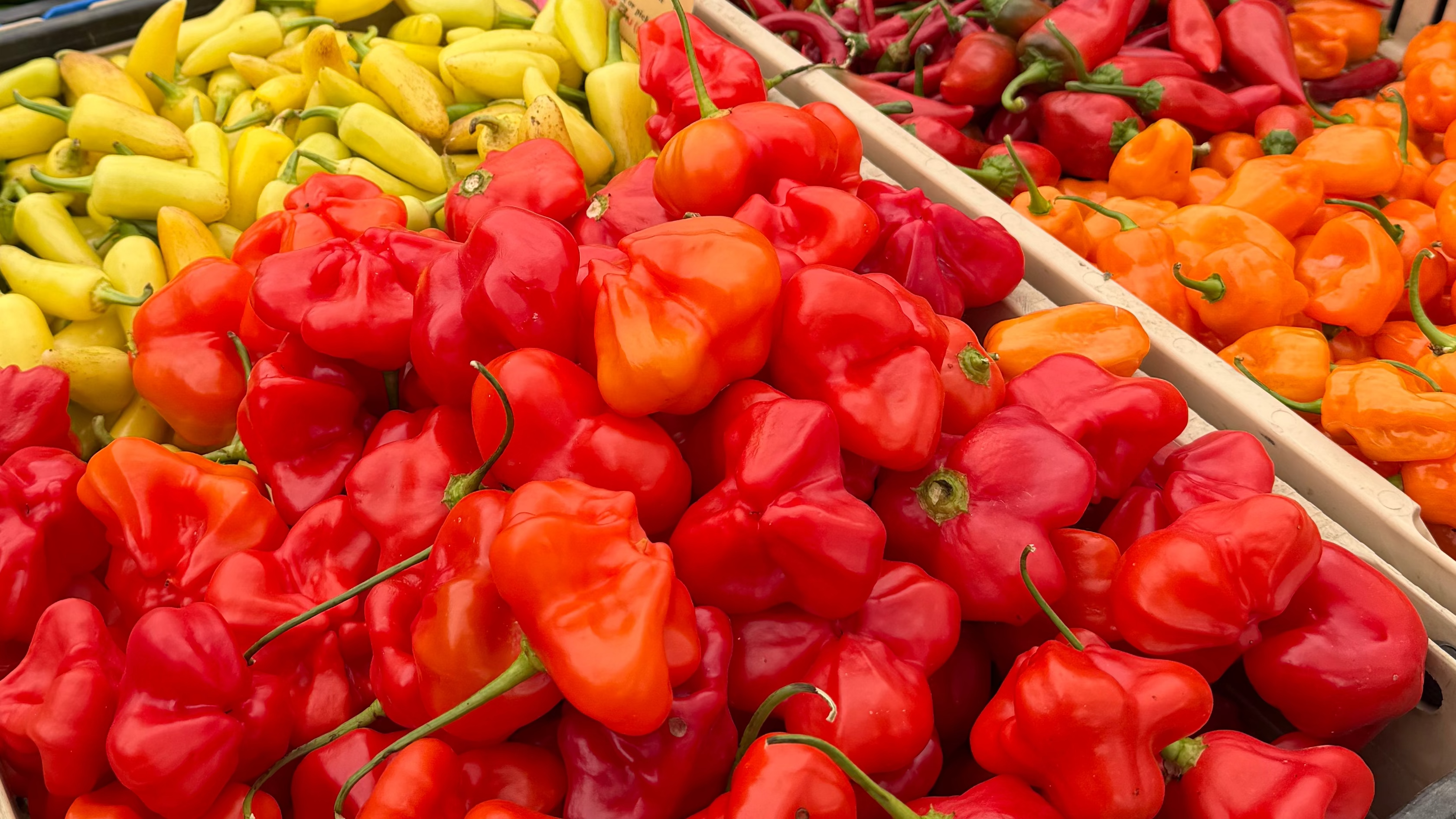 Assorted Chili Peppers from Norwich Meadows Farm