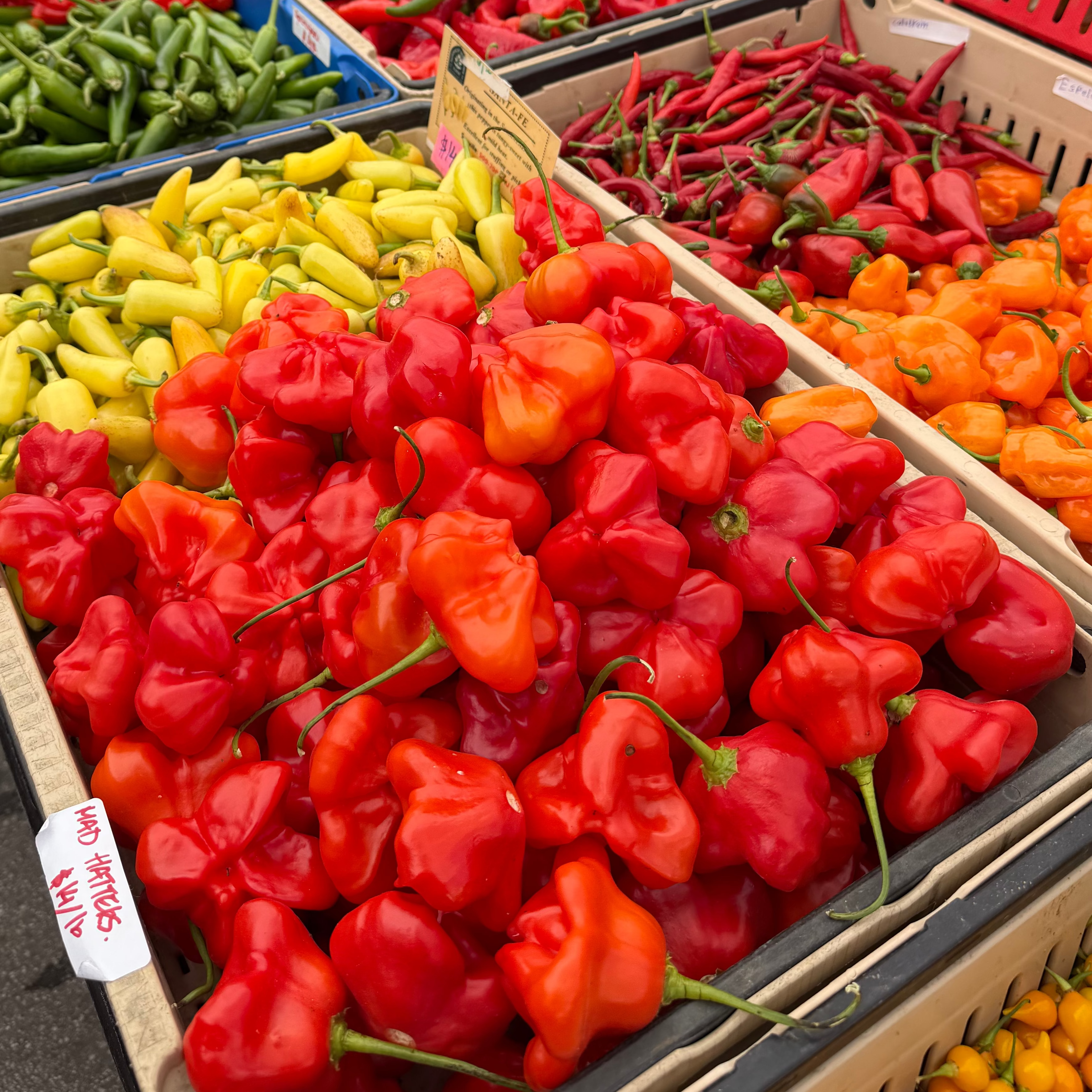 A display of chili peppers from Union Square Norwich Meadows Farm Stand.