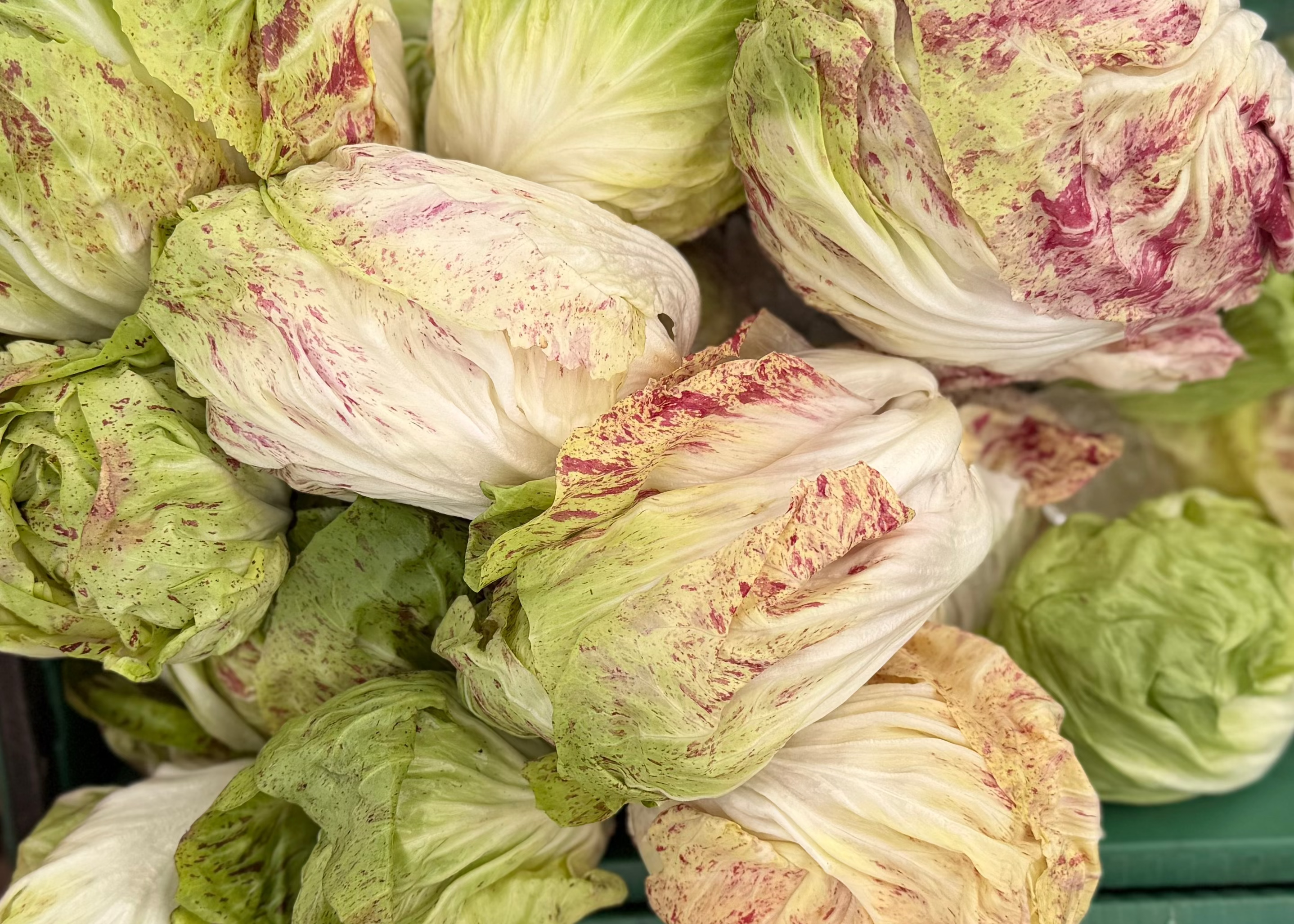 Castelfranco radicchio for sale at Union Square Green Market, grown by Norwich Meadows Farm.