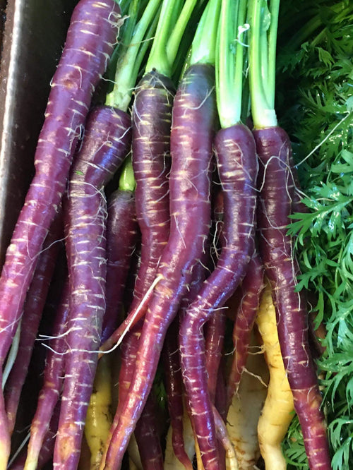 Purple Carrots ready to ship overnight