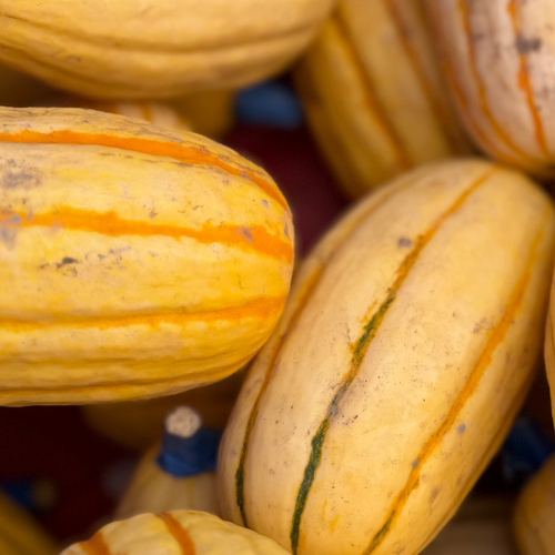 Delicata squash from NMF up in Norwich, NY.