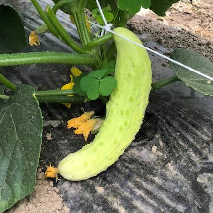 White salt and pepper kirby cucumber growing at the farm in Norwich.