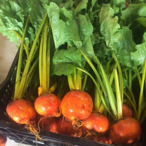 Gold beets wahsed and ready to ship to one of our customers nationwide.