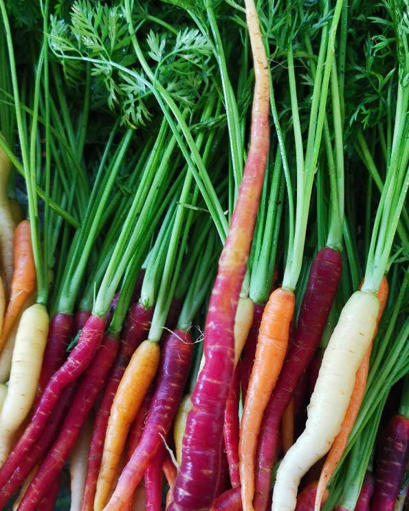 Baby Carrots for Chef's Box
