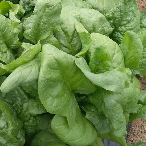 Spinach growing at Norwich Meadows Farm.