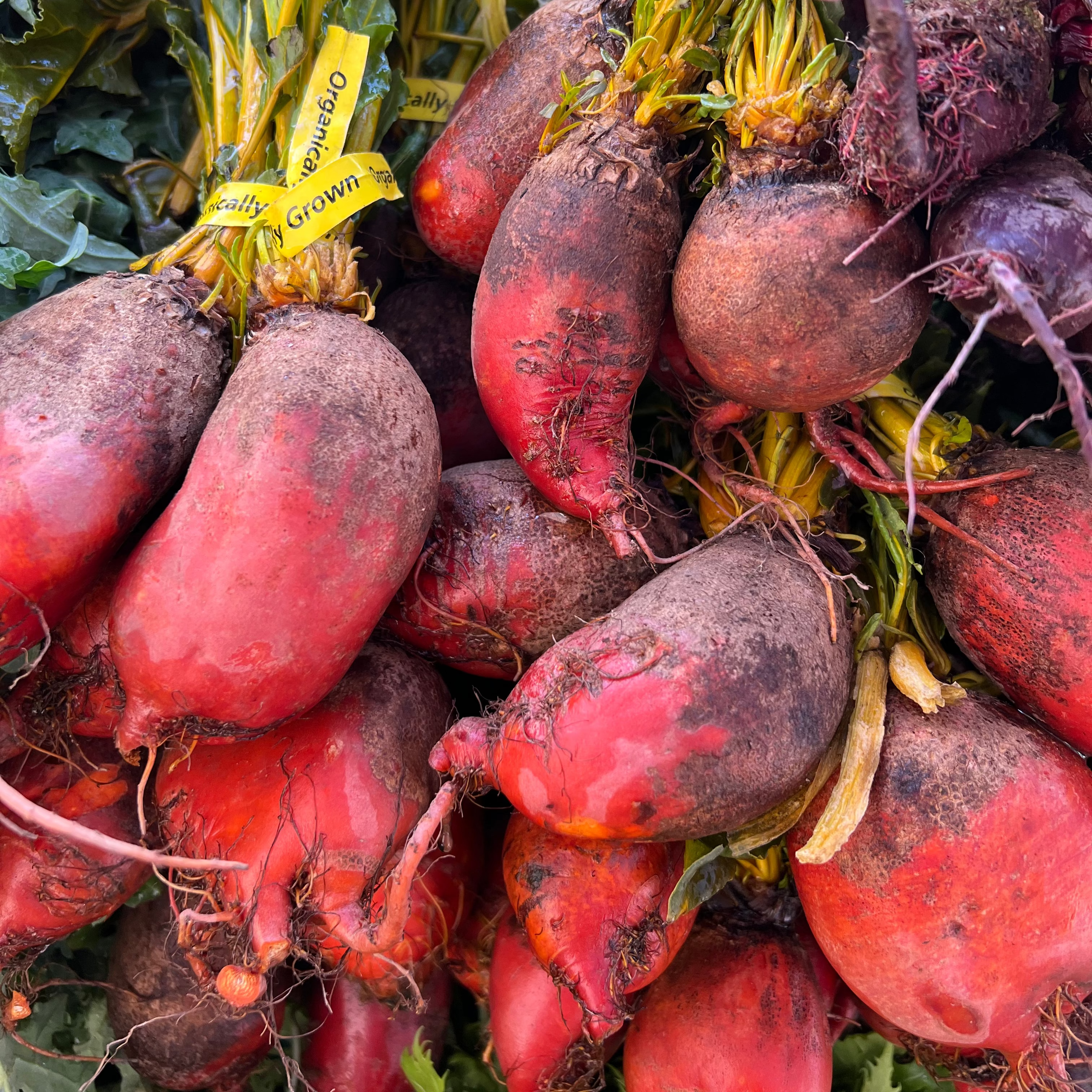 Badger Flame Beets at Union Square Market - Grown by Norwich Meadows Farm