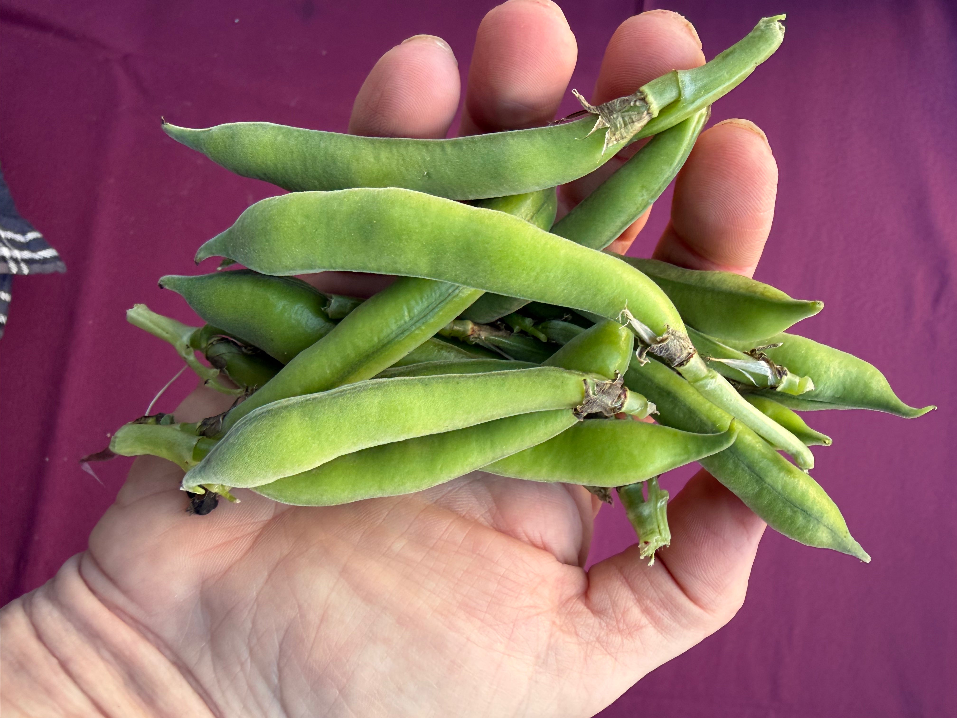 Young fresh fava beans