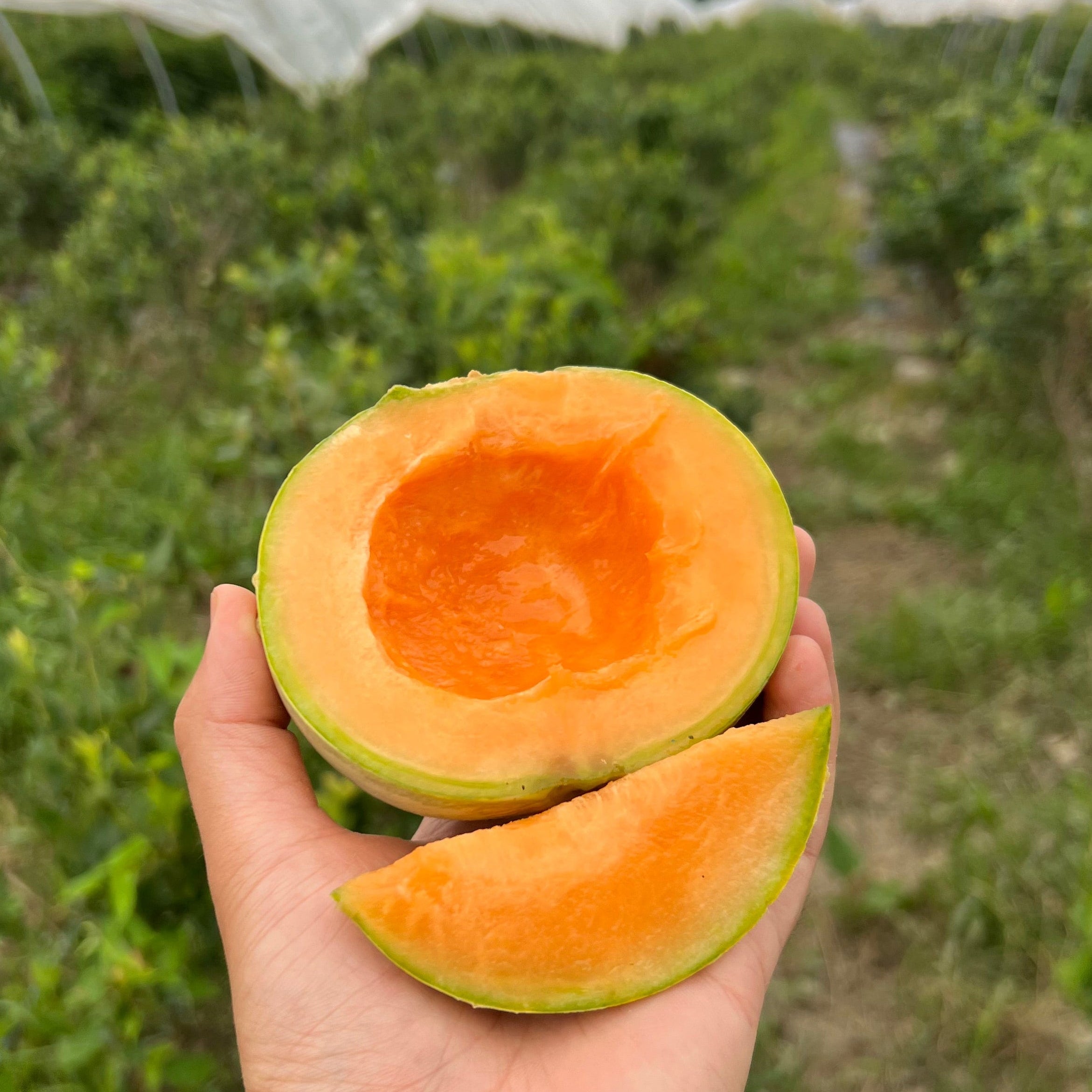 An Charentais melon harvested from Norwich Meadows Farm.