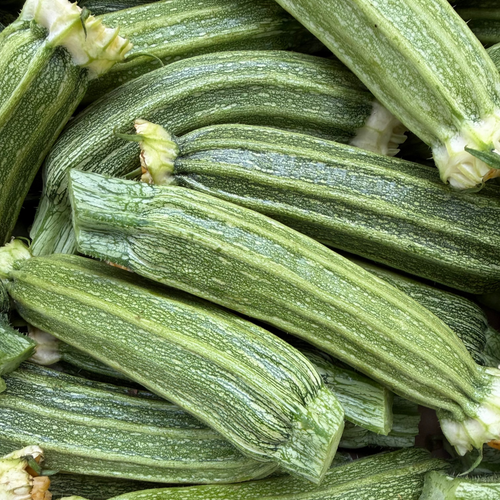 Costata Romanesco Italian Zucchini from Norwich MEadows Farm