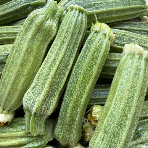 Costata Romanesco Zucchini from Norwich Meadows Farm.
