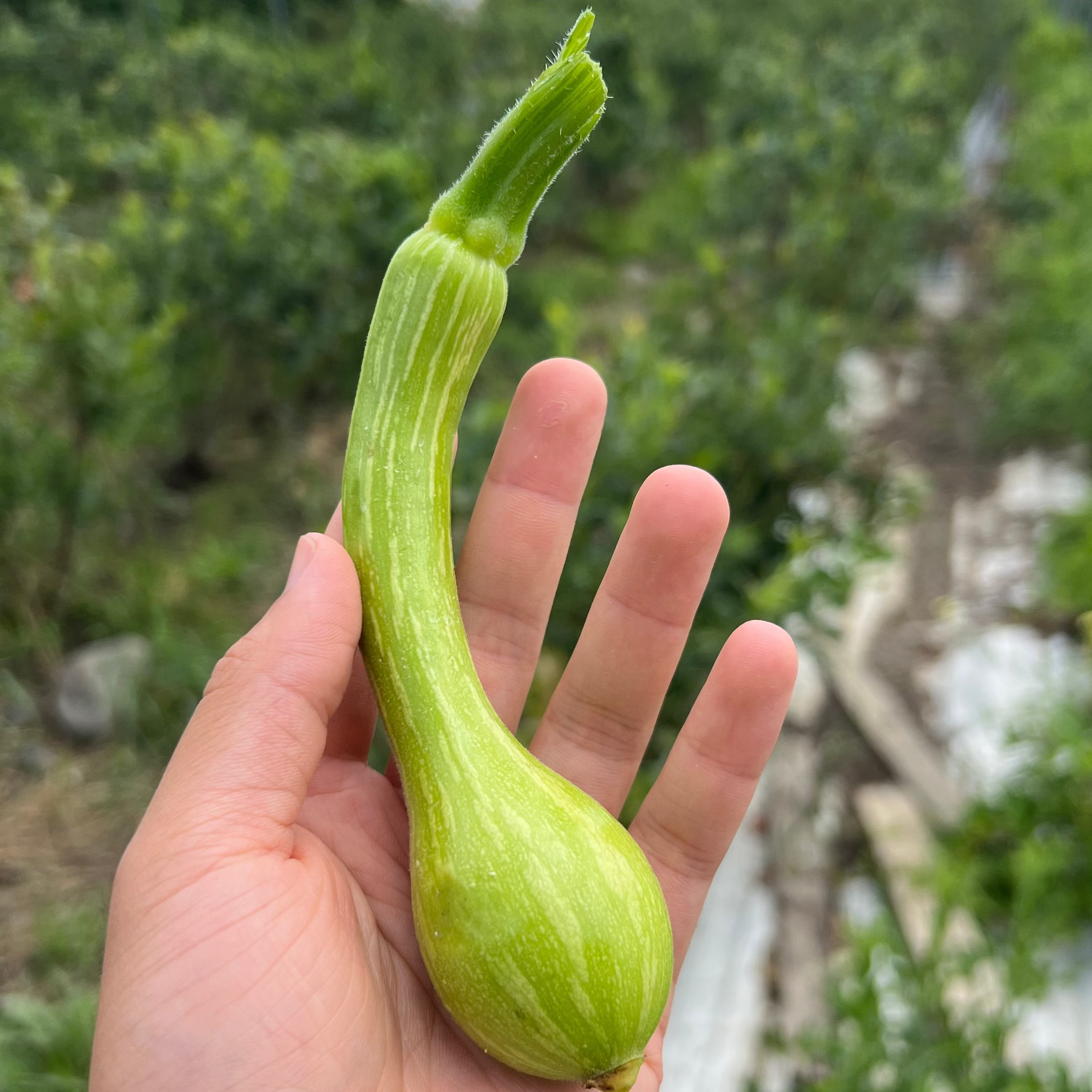 Trombanbino - a new variety trialed on norwich Meadows farm.  Bred by Dr Michael Mazourek.  